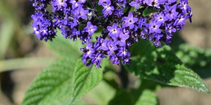 1414x2121 Aesthetic flowers Aesthetic in 2019 t Flowers