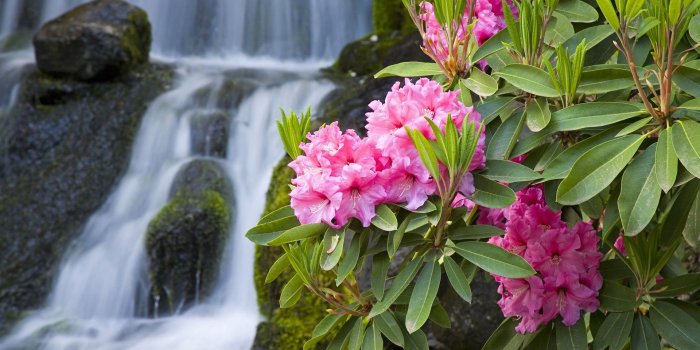 1920x1080 Flowers Hd Wallpapers For Desktop 3d - Hd Wallpapers Desktop Flowers