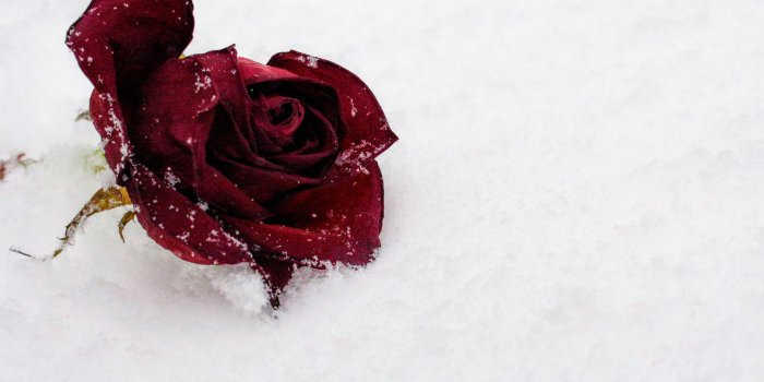 4898x3265 Dead Rose Wallpaper Group (65+), Download for free
