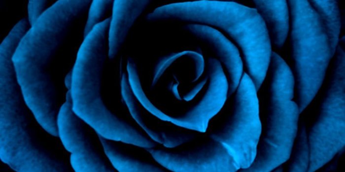 962x930 Dead Rose Wallpaper ✓ The Galleries of HD Wallpaper