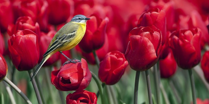 1920x1080 43+] Birds and Flowers Wallpaper on WallpaperSafari