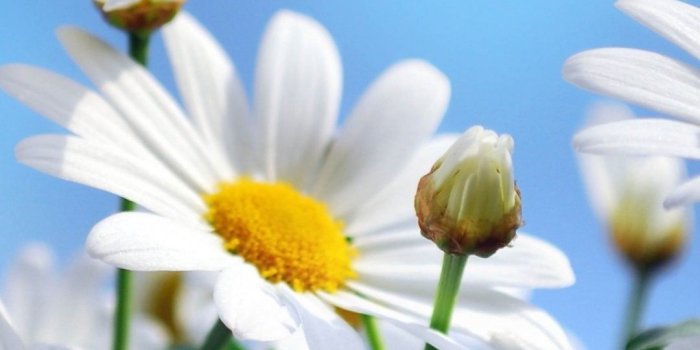 1080x1920 Daisies HD iPhone 6 Plus Wallpaper 19740 - Flowers iPhone 6 Plus