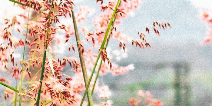 1125x2436 iPhonepapers.com | iPhone wallpaper | nw59-day-flower-nature-bokeh