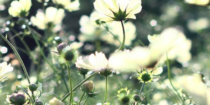 744x1392 Flower iPhone Wallpapers - Top Free Flower iPhone Backgrounds