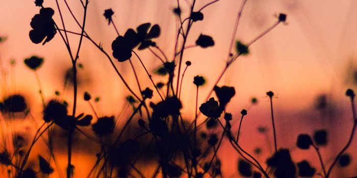 1242x2208 Night Nature Flower Sunset Dark Shadow Red Android - Iphone Xr