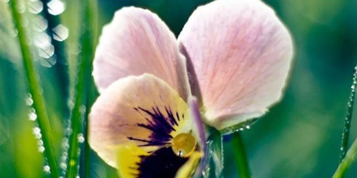 1080x1920 Nature Dew Leaf Butterfly Flower iPhone 8 Wallpapers Free Download