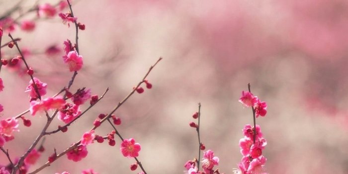1242x2208 Pink blossom nature flower spring Download Free HD Wallpapers for