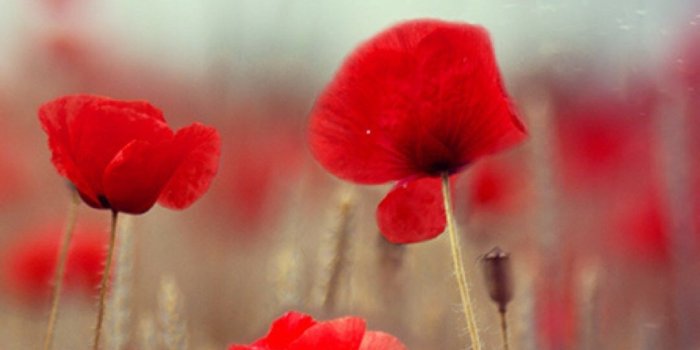 1080x1920 Fantasy Poppy Flower Field Plant Blur #iPhone #6 #wallpaper | iPhone