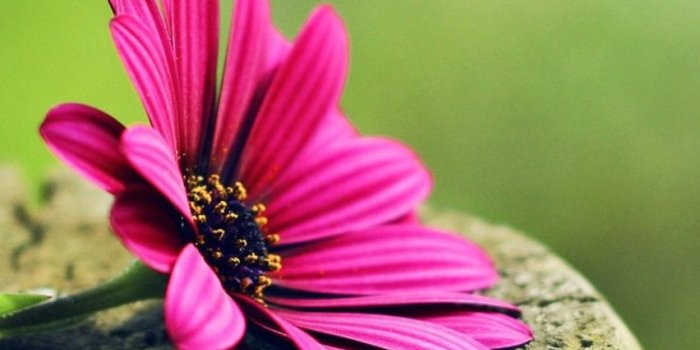 852x1608 Flowers Plants Nature Hd Wallpaper | Wallpapers Abstract