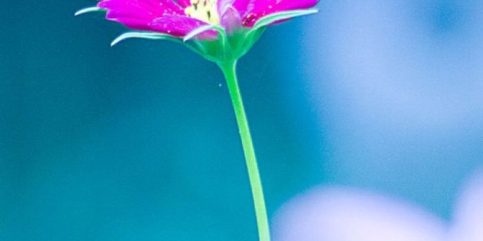 740x1384 Iphone 5 Wallpaper Nature Flower Colorful - Wallpaper Free Wallpaper