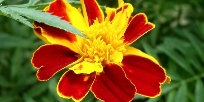 1836x3264 Free stock photo of flower, iphone wallpaper, nature