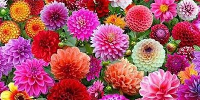 750x1334 Flower iPhone Wallpapers - Top Free Flower iPhone Backgrounds