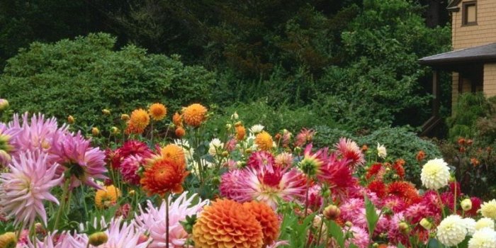 800x1200 Download wallpaper 800x1200 flowers, garden, trees, house, nature