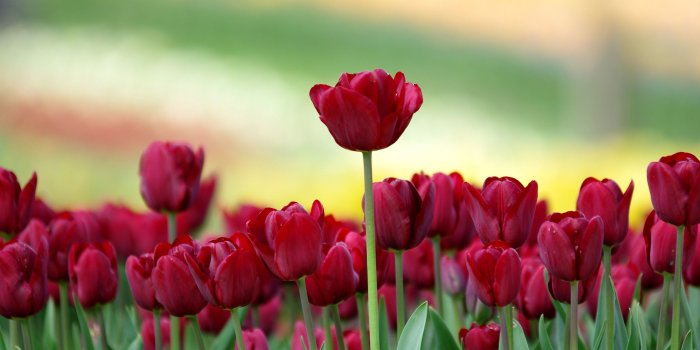 2560x1600 Nature Flower Wallpaper (50+ images)