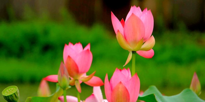 2560x1920 65+ Flower 6 Lotus iPhone Wallpapers - Download at WallpaperBro