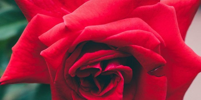 750x1334 iPhone6papers.co | iPhone 6 wallpaper | my88-red-rose-nature-flower