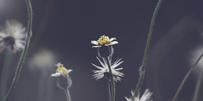 1242x2208 Nu75 Flower Dark Bokeh Nature - Iphone Wallpaper Flower Dark, Hd