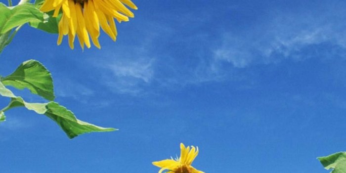 1080x1920 Free download flower sky yellow nature iPhone 6 wallpapers HD flower