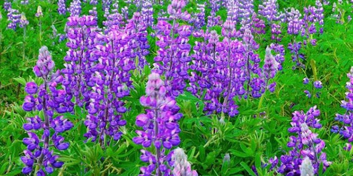 1080x1920 40+ Flower Field iPhone Wallpapers - Download at WallpaperBro