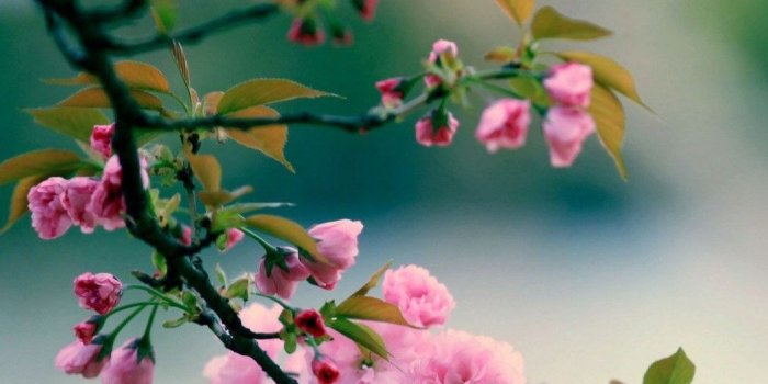 1047x1862 Nature Spring Plum Branch Bokeh Blur Iphone 15 Wallpaper - Spring