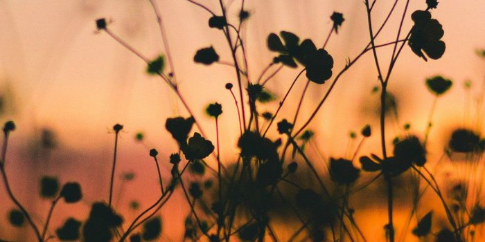 1080x1920 Night Nature Flower Sunset Dark Shadow iPhone 8 Wallpapers Free Download