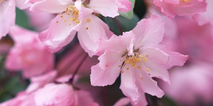 1080x1920 Flower iPhone Wallpapers