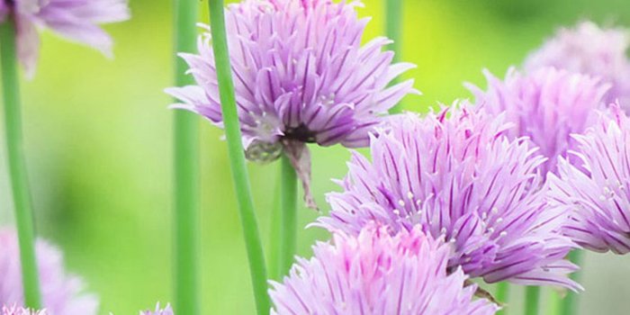 1440x2560 Natural Flower Picture For Wallpaper, Full Hdq Flower Free Wallpaper