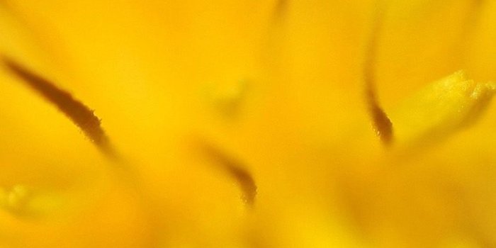 828x1792 Yellow Flower Zoom Nature Iphone Xr Wallpapers - Iphone Xr