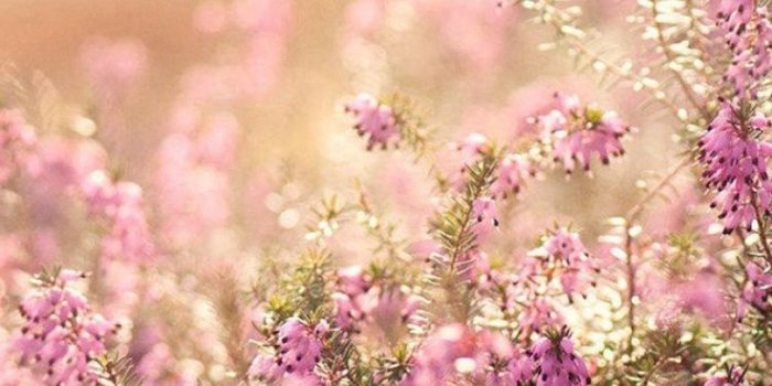 1080x1920 Nature Spring Bloomy Flowers Blurry iPhone 6 Wallpaper Download