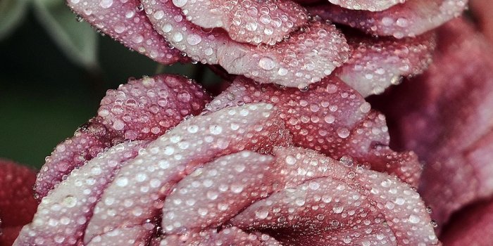 1125x2436 Rose Pink Raindrop Flower Summer Nature Red iPhone X Wallpapers Free