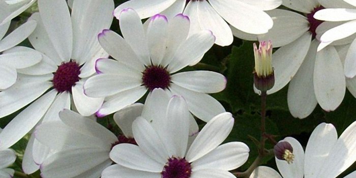 1080x1920 Top 10 Punto Medio Noticias | Iphone 6 Plus Wallpaper Floral