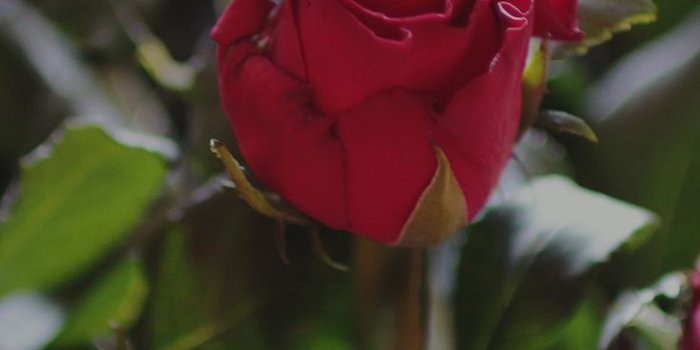 736x1593 iPhone X wallpapers : ms45-rose-flower-gift-red-nature-dark via