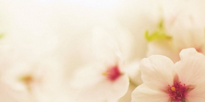 1080x1920 Blossom Cherry Spring Red Sakura Nature Flower iPhone 8 Wallpapers