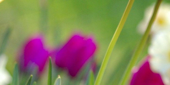 1080x1920 Colorful Spring Flowers iPhone 6 Plus Wallpaper 14119 - Flowers