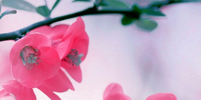 1080x1920 Cherry Blossom Flowers iPhone 6 Photos - WallpaperAsk