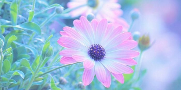 750x1333 FIND SMART TABREJ SHAIKH on nature | Flower iphone wallpaper