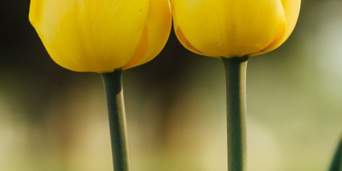 1080x1920 Nature Flower iPhone Wallpaper - iDrop News