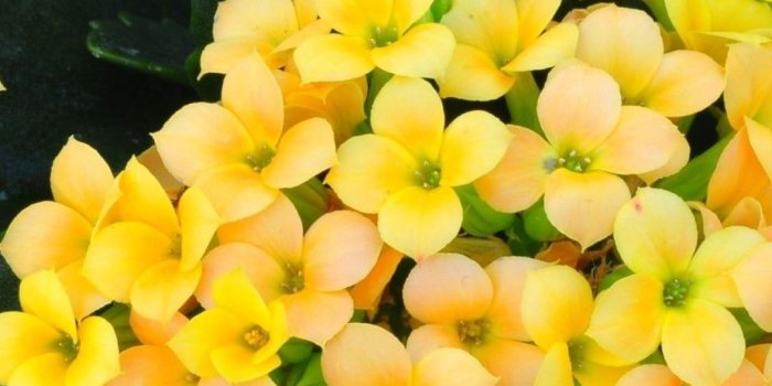 1080x1920 Nature Flowers Bokeh Depth Of Field Yellow Flowers - Yellow Flowers