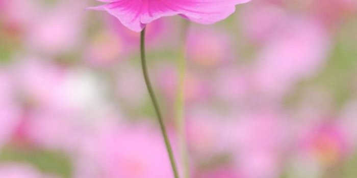 1080x1920 Flower iPhone Wallpapers - Pexels Wallpaper