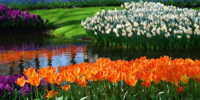 1280x720 HD Nature Wallpapers, Sky, Flowers, Healthy Places, Widescreen