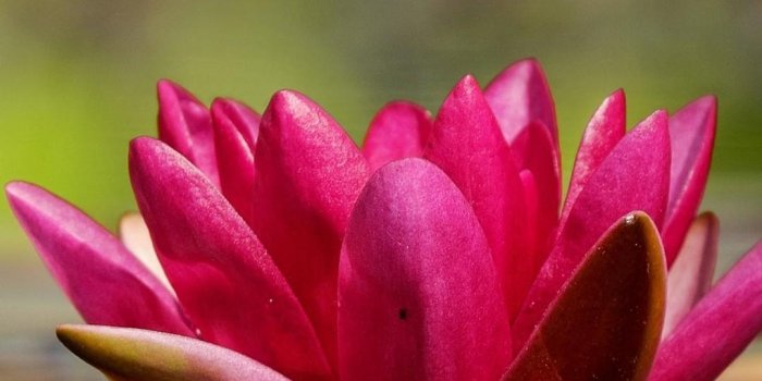 1080x1920 iPhone Wallpaper | Flower, Flowering plant, Petal, Pink, Nature