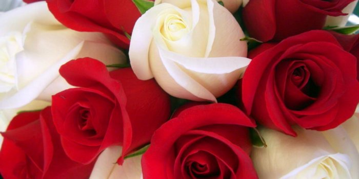 1600x1200 Wallpaper rose wallpapers for free download about wallpapers