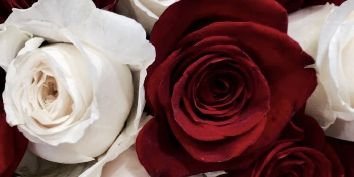 1242x2081 Red & White Roses | Wallpapers in 2019 | White roses wallpaper