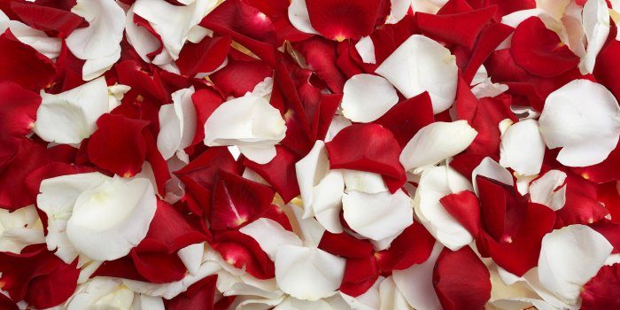 2560x1600 Red and White Roses - Wallpaper, High Definition, High Quality