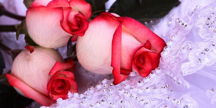 1600x1000 Red White Rose Wallpaper - Beautiful Flower Wallpapers For Facebook