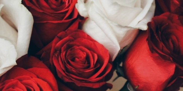 828x1792 Red and white roses, bouquet, wine 1080x1920 iPhone 8/7/6/6S Plus