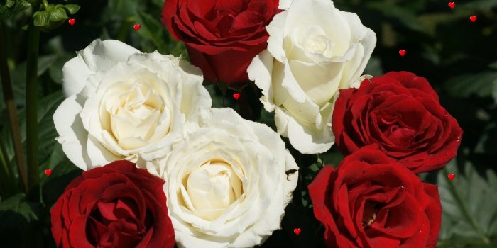 1600x1200 Wallpapers Of Red White Roses