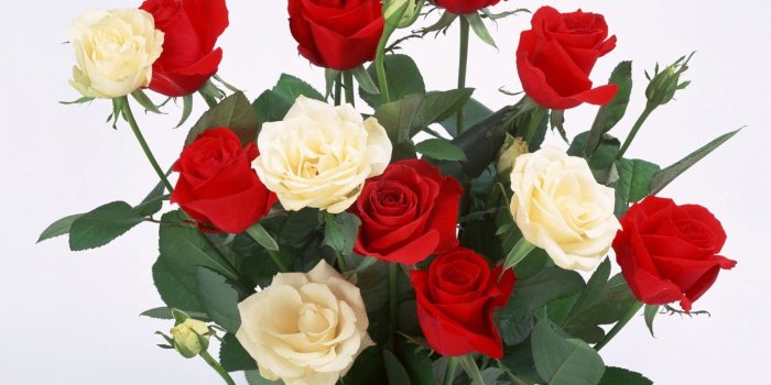 1600x1000 Desktop Wallpapers » Flowers Backgrounds » Red and White Roses » www