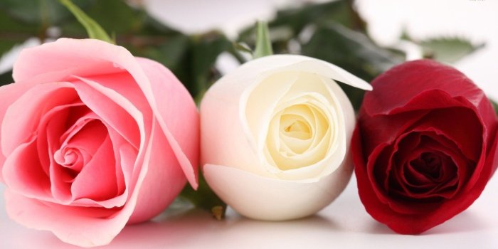 1920x1080 Pink, white and red roses wallpaper - Flower wallpapers - #13866