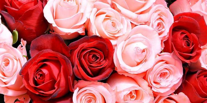 996x1500 White Red Roses iPhone Wallpapers - Top Free White Red Roses iPhone